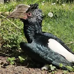 Silvery-cheeked Hornbill