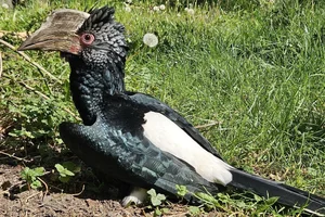 Zilveroorneushoornvogel
