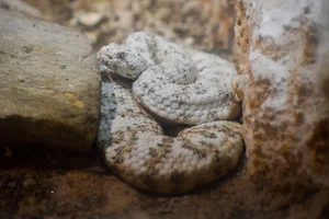 Southwestern Speckled Rattlesnake