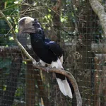 Black-and-white-casqued Hornbill