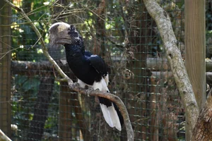 Grijsoorneushoornvogel
