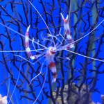 Banded Coral Shrimp
