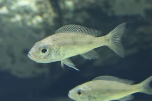 Aulonocranus dewindti