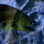 Green Moray