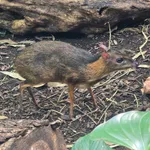 Lesser Oriental Chevrotain
