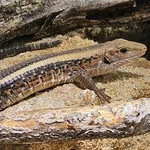 Madagascar Plated Lizard
