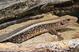 Madagascar Plated Lizard