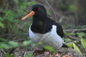 Scholekster