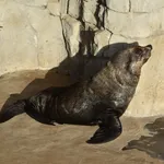 Cape fur seal