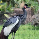 Black Crowned Crane