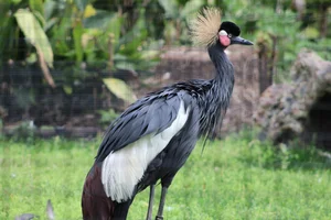 Zwarte kroonkraanvogel