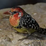 Red-and-yellow Barbet