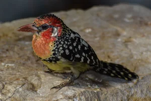 Vuurkopbaardvogel