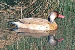 Grote Amazonetaling