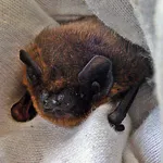 Common Pipistrelle