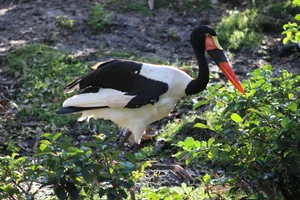 Zadelbekooievaar