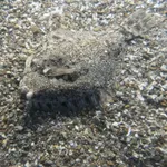 Marbled Flounder