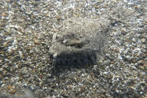 Marbled Flounder