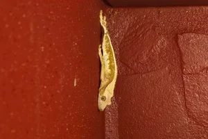 Wimpergekko