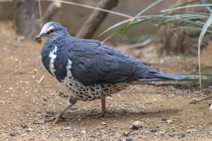 Wongaduif