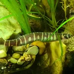 coolie loach