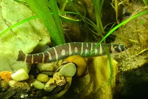 Indische modderkruiper