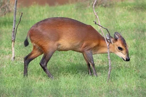 Blauwrugduiker