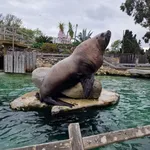 Steller Sea Lion