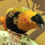 Northern Red Bishop