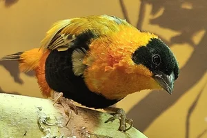 Oranje Wever