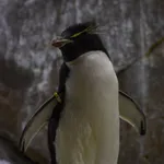 Eastern Rockhopper Penguin