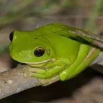 Nyctimystes infrafrenatus (Günther, 1867)