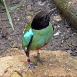 Western Hooded Pitta