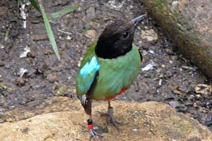 Kappitta