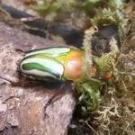 Eudicella gralli (Buquet, 1836)