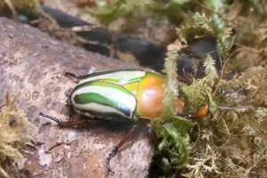 Eudicella gralli