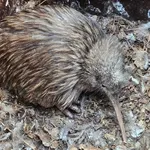 North Island Brown Kiwi