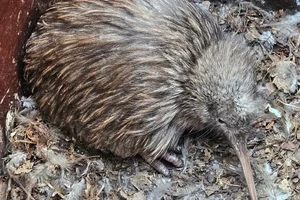 Noordelijke Bruine Kiwi