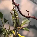 Jungle Nymph