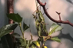 Jungle Nymph