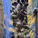 Blue Mussel