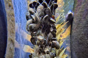 Mossel