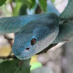 White-lipped Island Pitviper