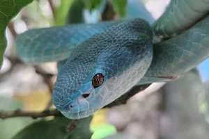 White-lipped Island Pitviper
