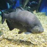 Piaractus brachypomus (Cuvier, 1818)