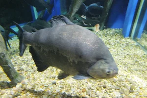 Piaractus brachypomus