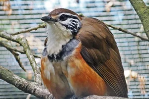 Greater necklaced laughingthrush