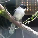 Black-headed Sibia