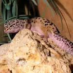 Common Leopard Gecko