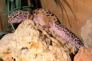 Luipaardgekko